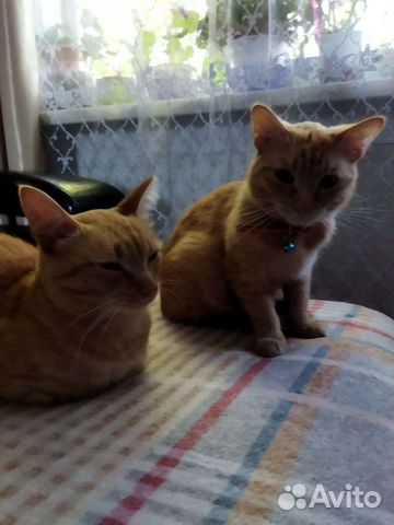 Передержка животных