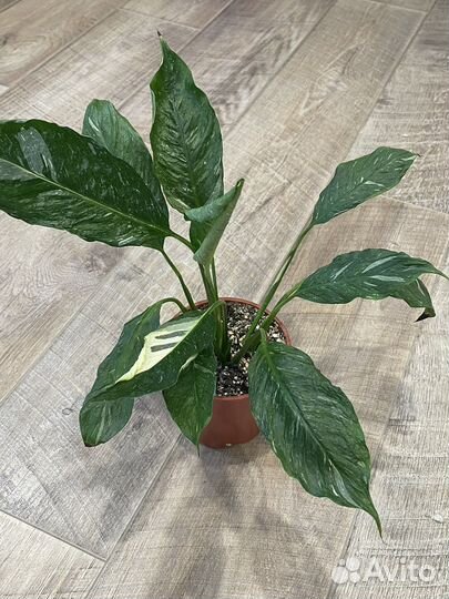 Аглаонема, филодендрон