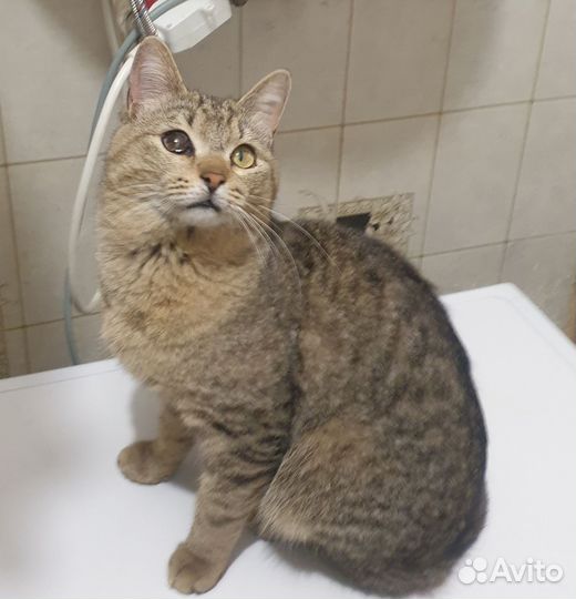 Котик в добрые руки