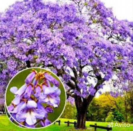 Саженцы павловния