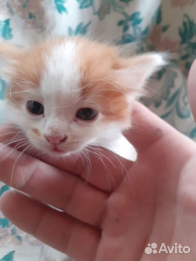 Домашние животные