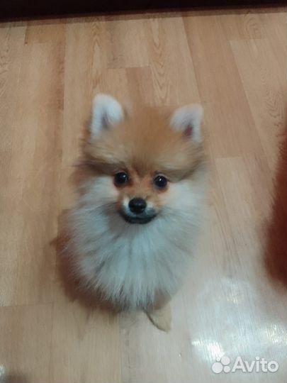 Шпиц девочка