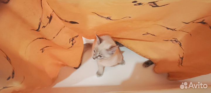 Отдаю котят в добрые руки бесплатно