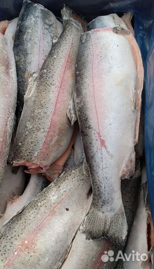 Форель Чили