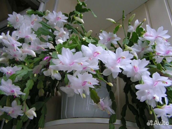 Декабристы