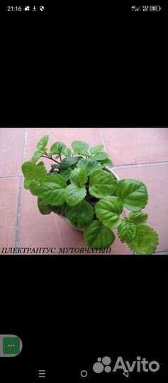 Монетница / Плектрантус