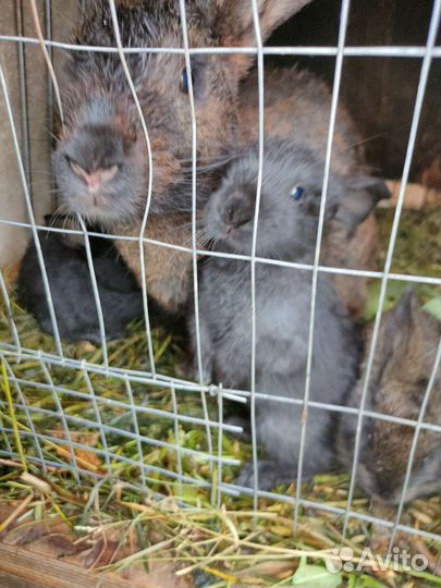 Крольчата