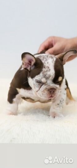 Американский Булли Экзот - Нано Девочка