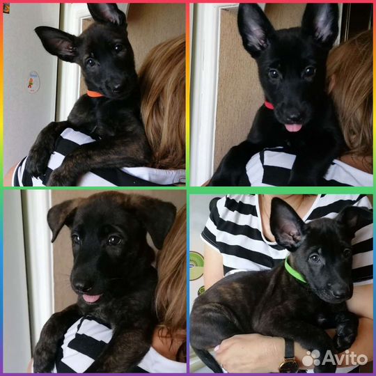 Голландская овчарка