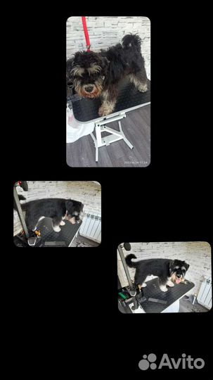 Стрижка собак