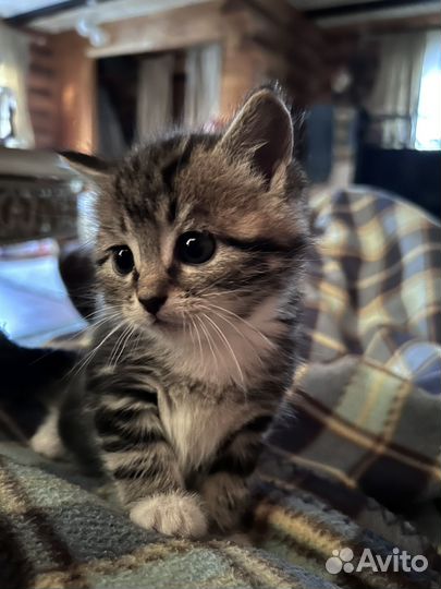 Котята
