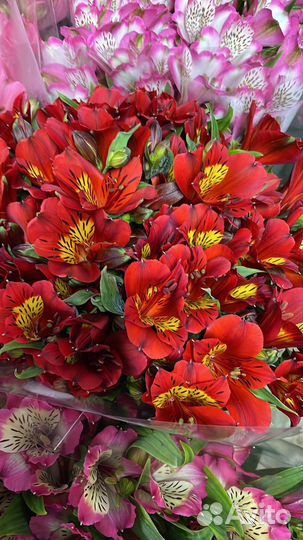 Корни альстромерии