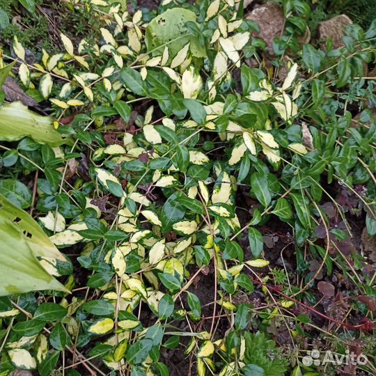 Почвопокровные растения