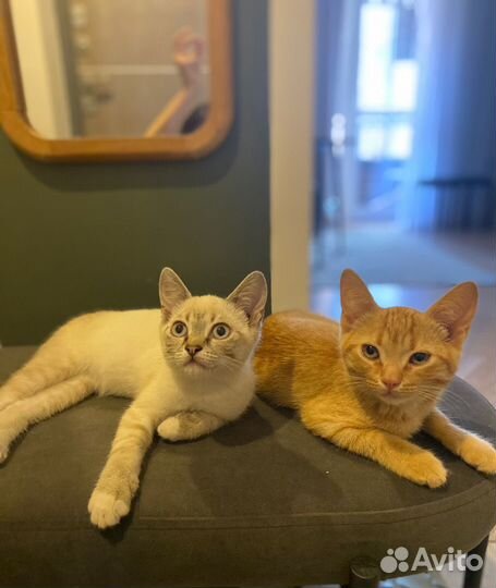 Котята в добрые руки