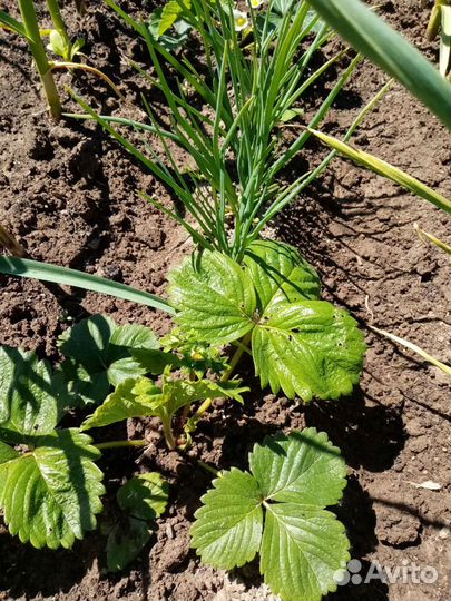 Рассада Клубники