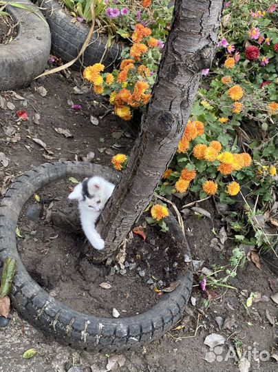 Отдам котиков в добрые руки
