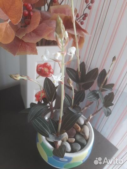 Орхидея лудизия