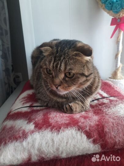 Котик ищет дом