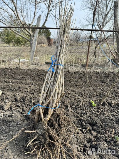 Саженцы смородины