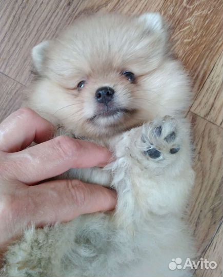 Щенки шпица