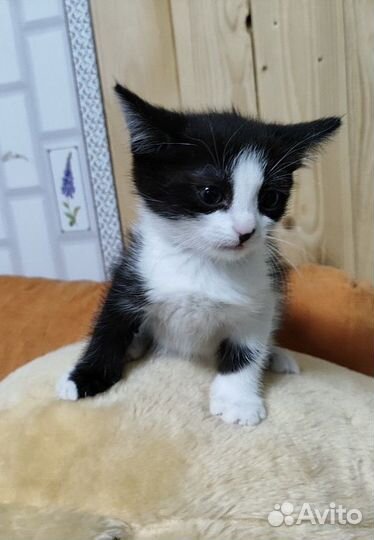 Котёнок девочка