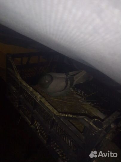 Голуби бойные с лётом с боем