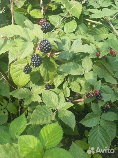 Саженцы Ежевики