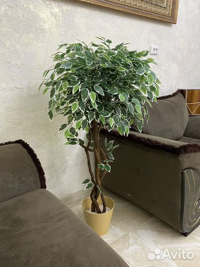 Фикус бенджамина пестролистный