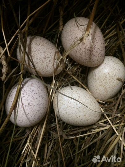 Индюшки (1,3года), индюки (7 месяцев)