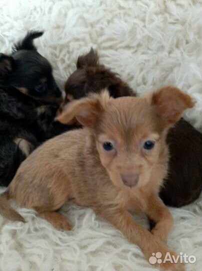 Мини той-терьер щенки