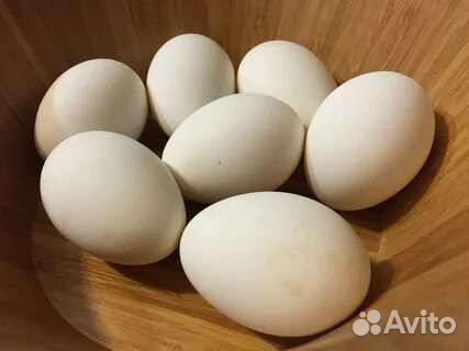 Яйца гусиные линда