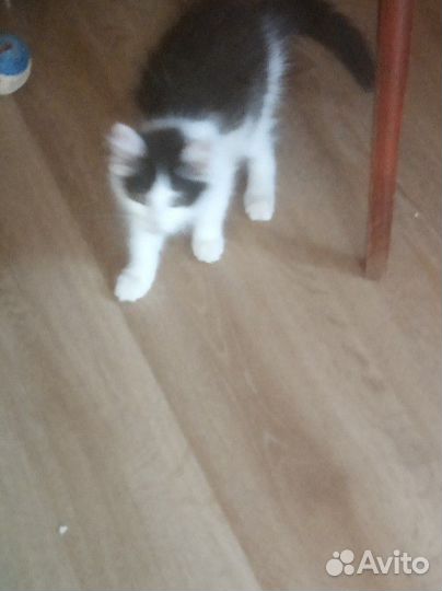 Кошечка в дар