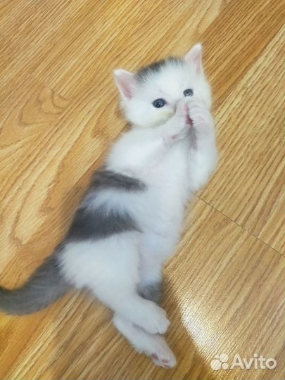 Милые котята