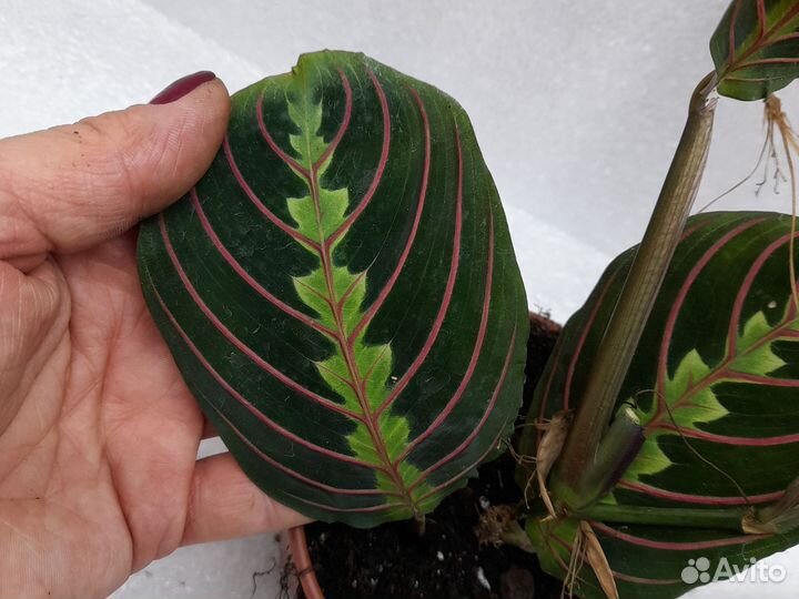 Маранта триколор. Аглонемы кутласс. вайт ланс