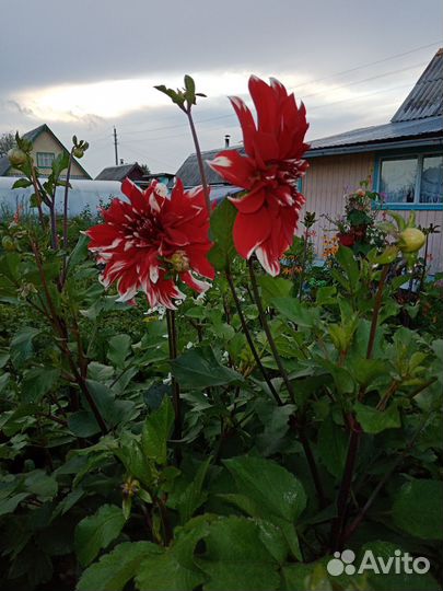 Продам клубень георгина