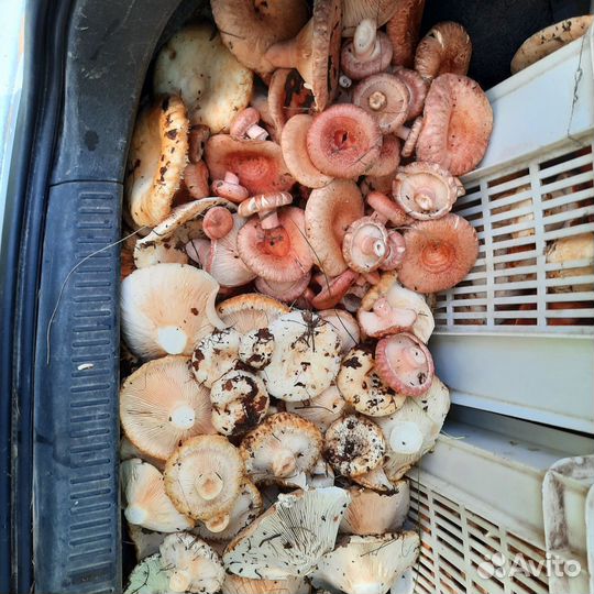 Белые, подберезовики, подосиновики, рыжики, грузди