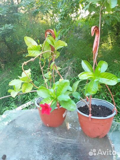 Клематис, мандевилла, хоста