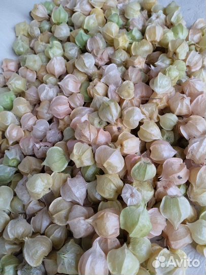 Физалис земляничный