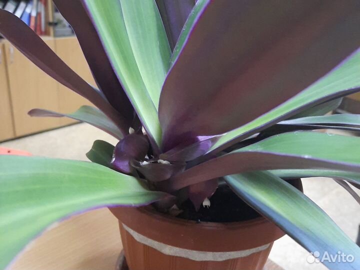 Рео покрывальчатое