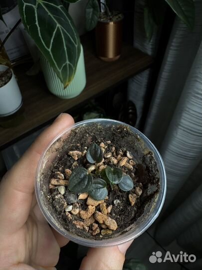 Переромия санторини