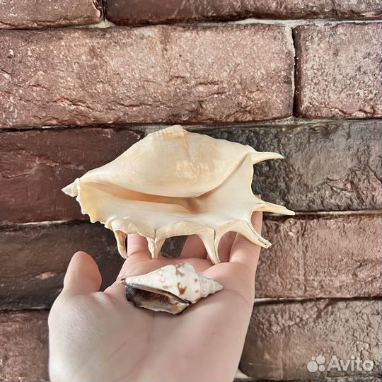 Ракушка сувенир