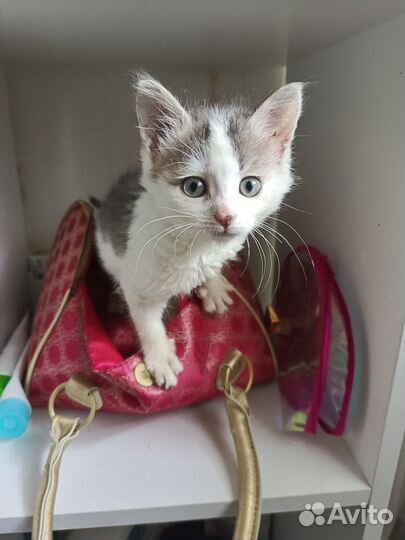 Котята Котята Котята