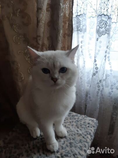 Британский кот