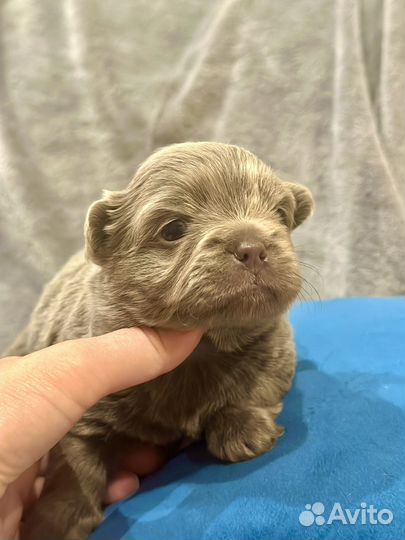 Щенки чихуахуа