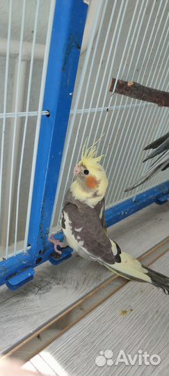 Птенцы корелл