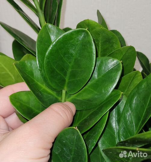 Замиокулькас овальный лист