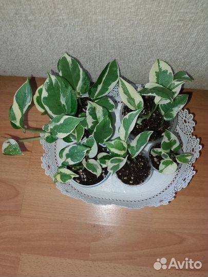 Эпипремнумы и сциндапсусы