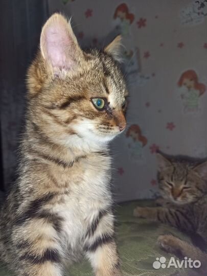 Котята