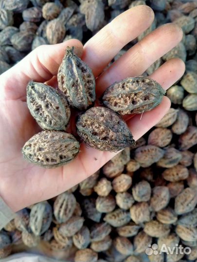 Маньчжурский орех