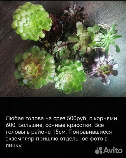Редкие суккуленты